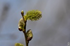 Weidenkätzchen 