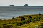 Valencia Island /Skelligs
