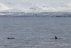 Whale watching  (18)