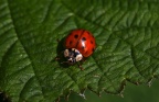 Marienkäfer
