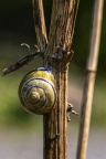 Schnecke