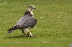 gefangen :-)