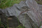 braune Echse beim Sonnenbaden